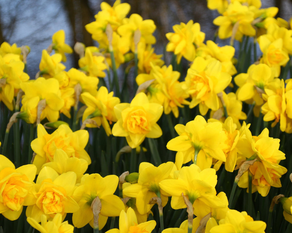 Narcissus 'Dick Wilden'