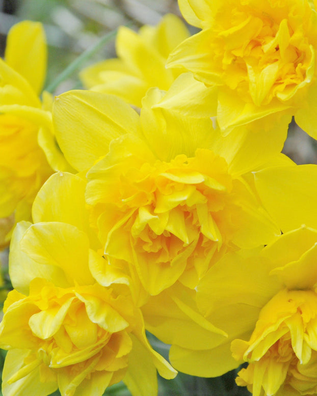 Flower BulbsDick Wilden Bulbs UK - 1