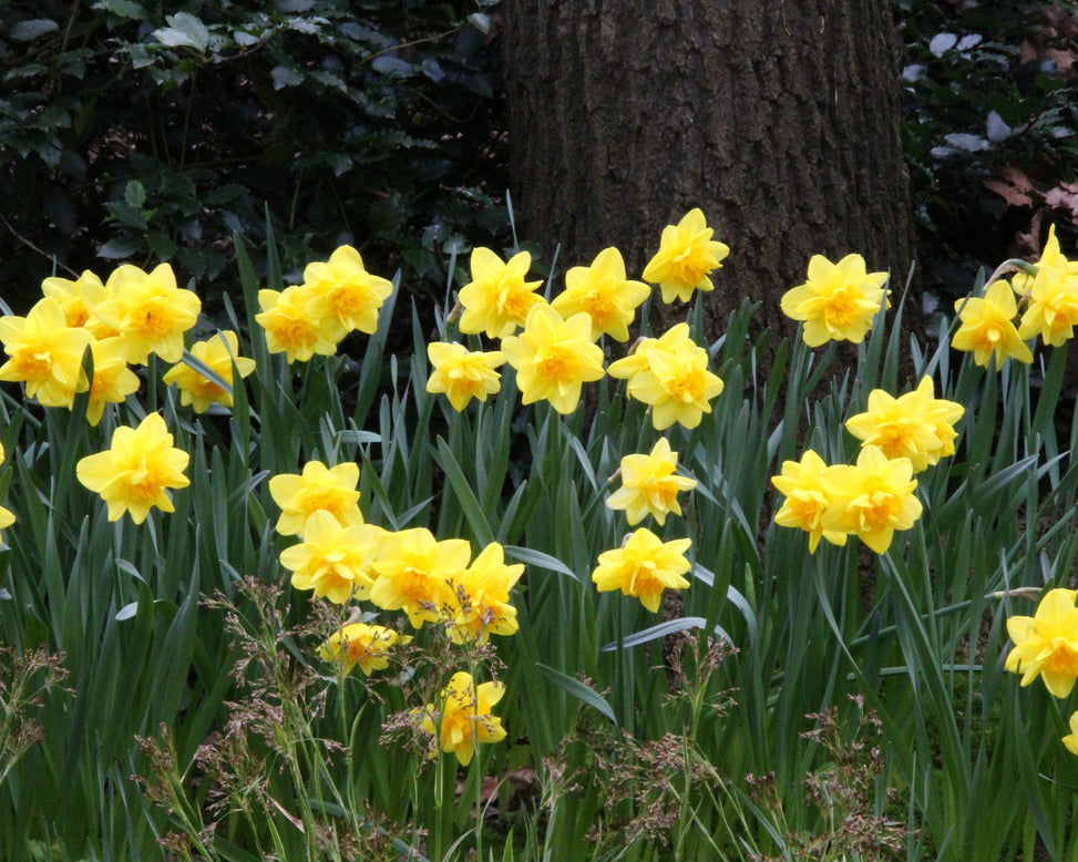 Narcissus 'Dick Wilden'