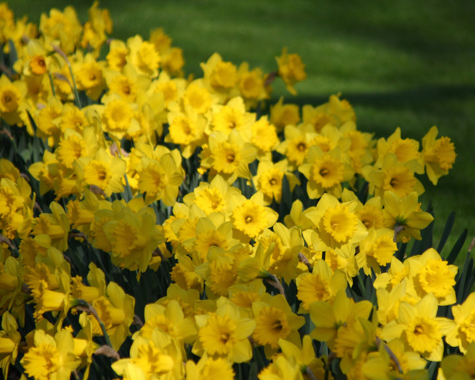 Narcissus 'Dutch Master'