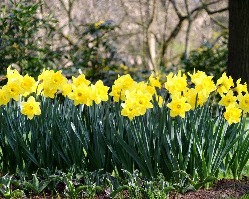 Narcissus 'Dutch Master'