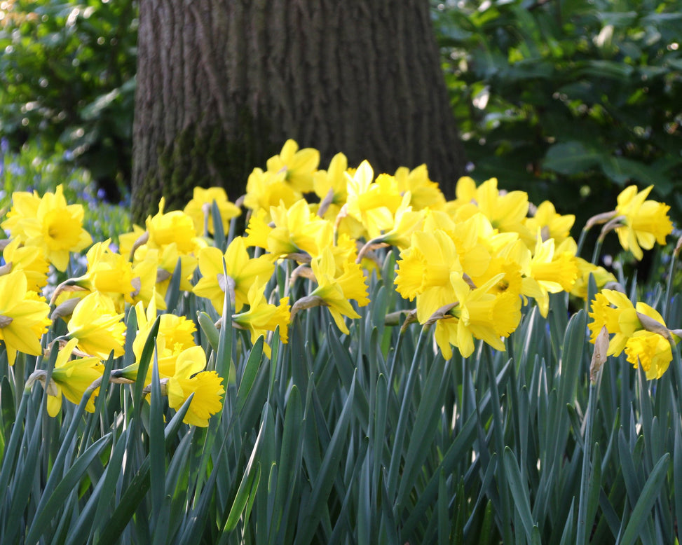 Narcissus 'Dutch Master'