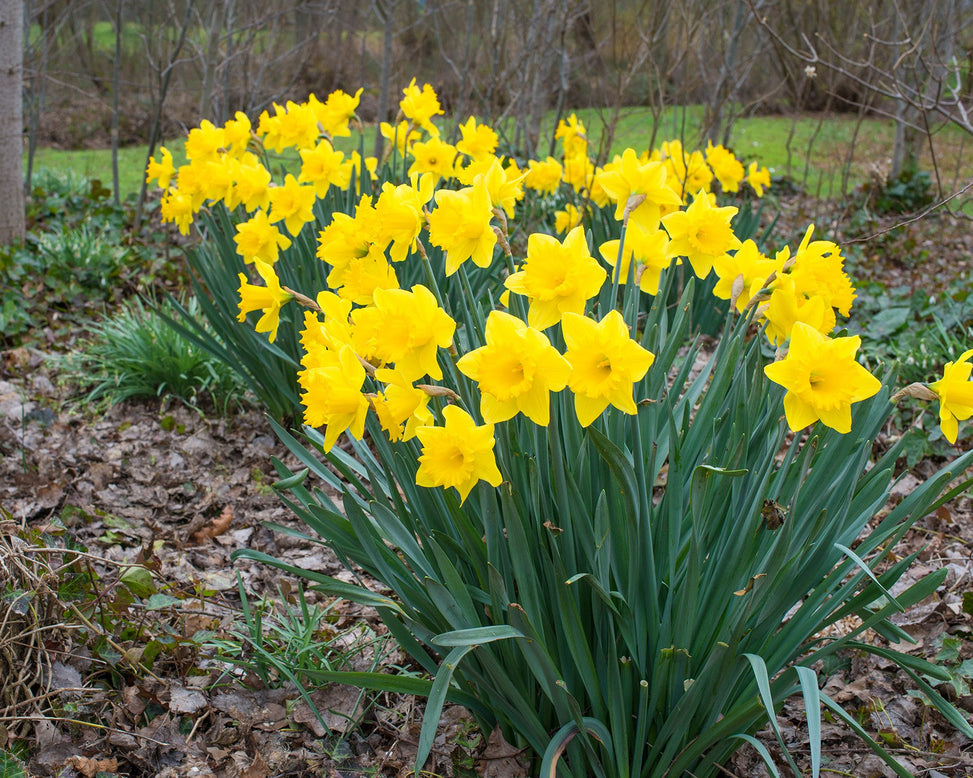 Flower BulbsDutch Master Bulbs UK - 3