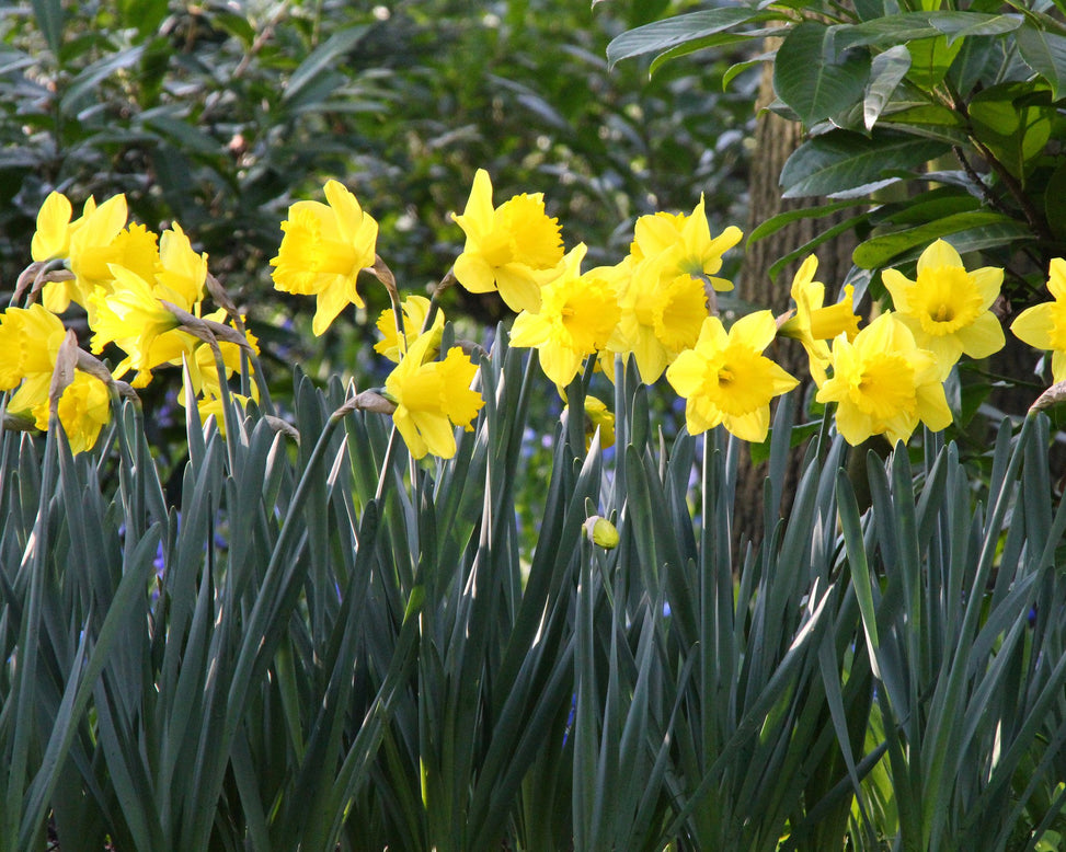 Narcissus 'Dutch Master'