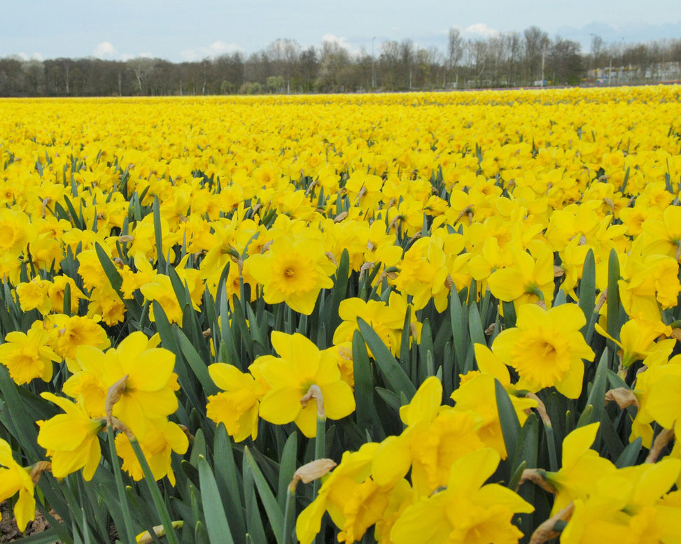 Flower BulbsDutch Master Bulbs UK - 6