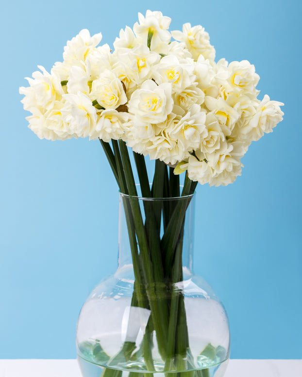 Narcissus 'Erlicheer'