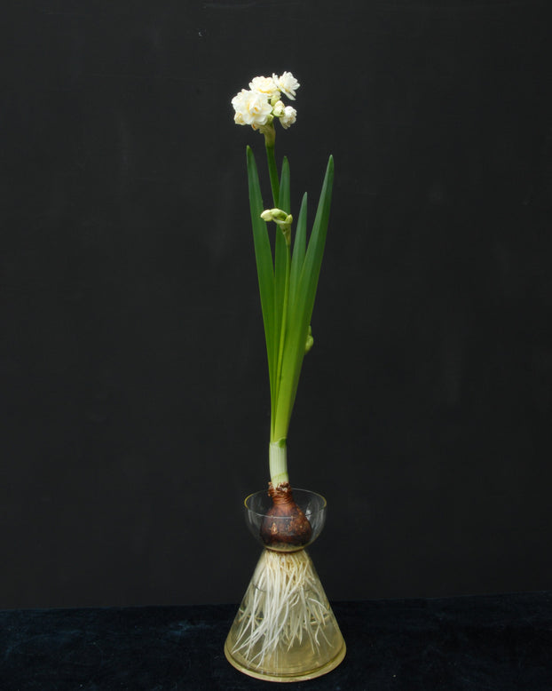 Narcissus 'Erlicheer'