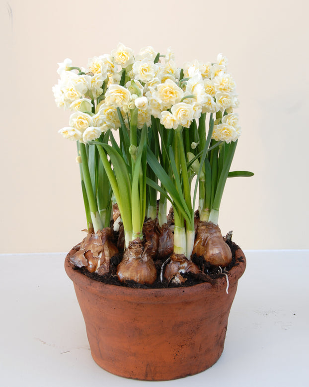 Narcissus 'Erlicheer'