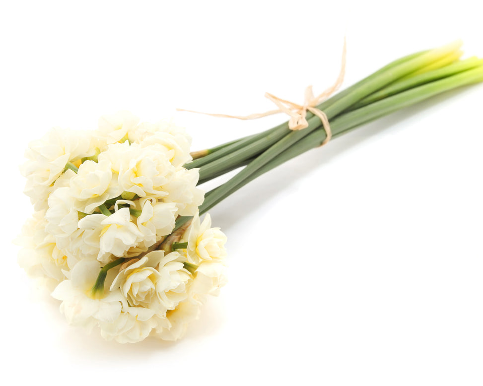 Narcissus 'Erlicheer'