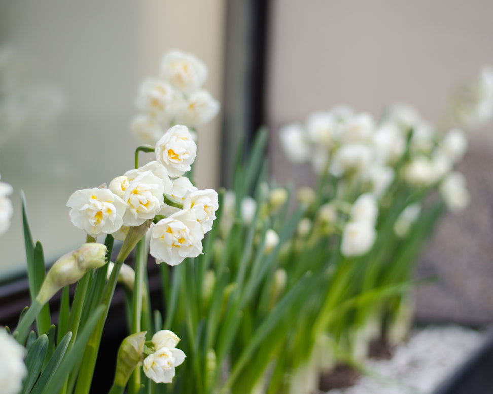 Narcissus 'Erlicheer'