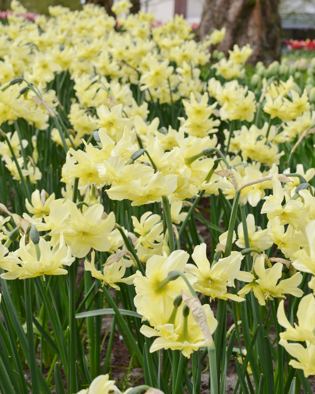 Narcissus 'Exotic Mystery'