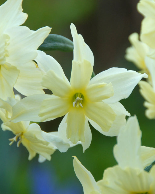 Narcissus 'Exotic Mystery'