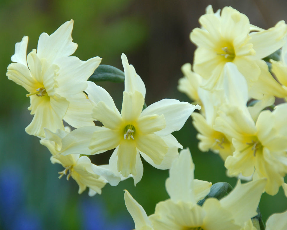 Narcissus 'Exotic Mystery'