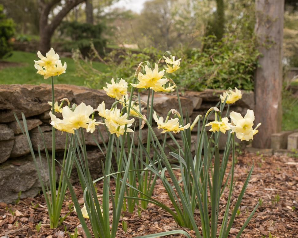 Narcissus 'Exotic Mystery'