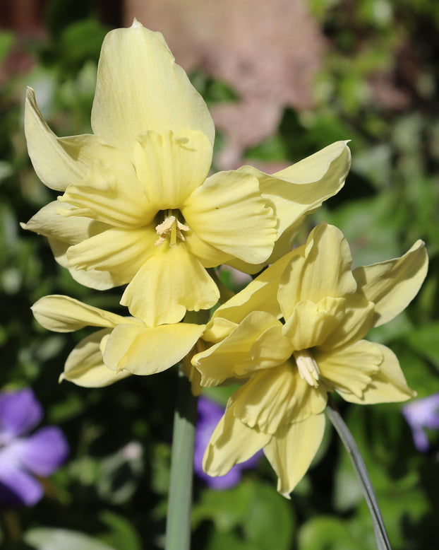 Narcissus 'Exotic Mystery'