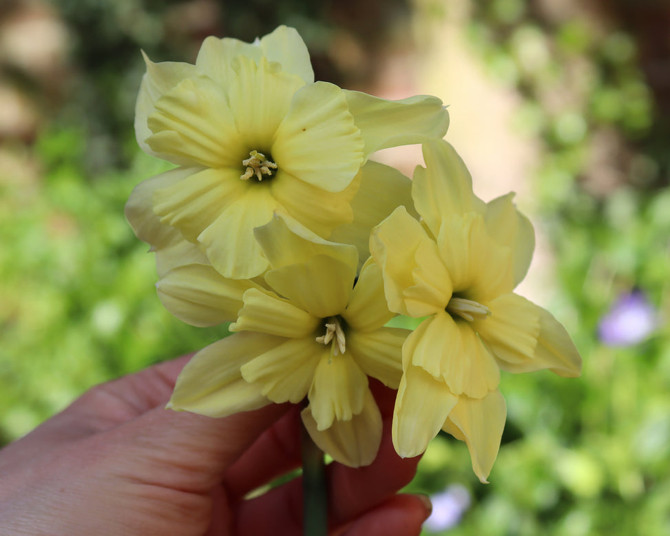 Narcissus 'Exotic Mystery'