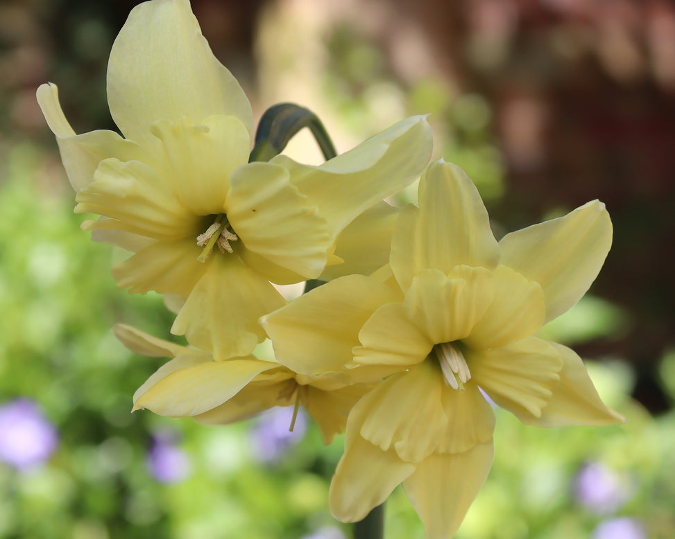 Narcissus 'Exotic Mystery'