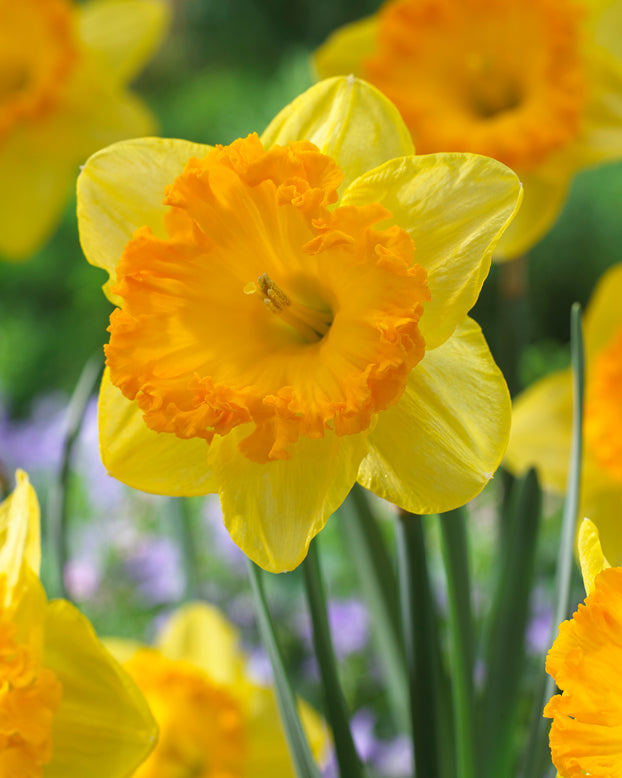 Narcissus 'Ferris Wheel'