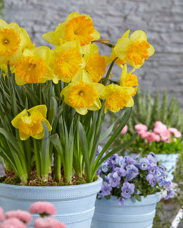 Narcissus 'Ferris Wheel'