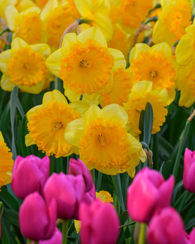 Narcissus 'Ferris Wheel'