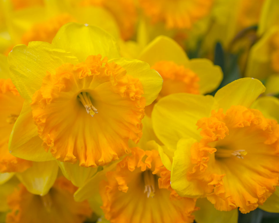Narcissus 'Ferris Wheel'
