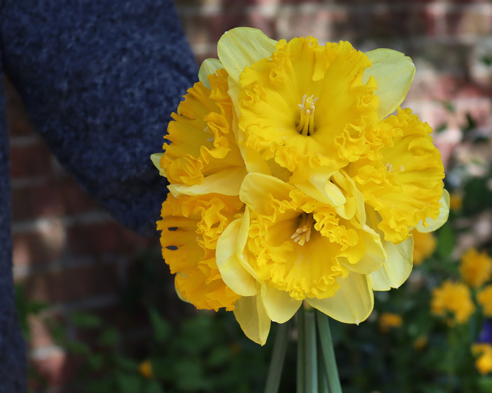 Narcissus 'Ferris Wheel'