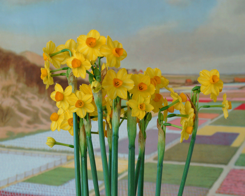 Narcissus 'Grand Soleil d'Or'