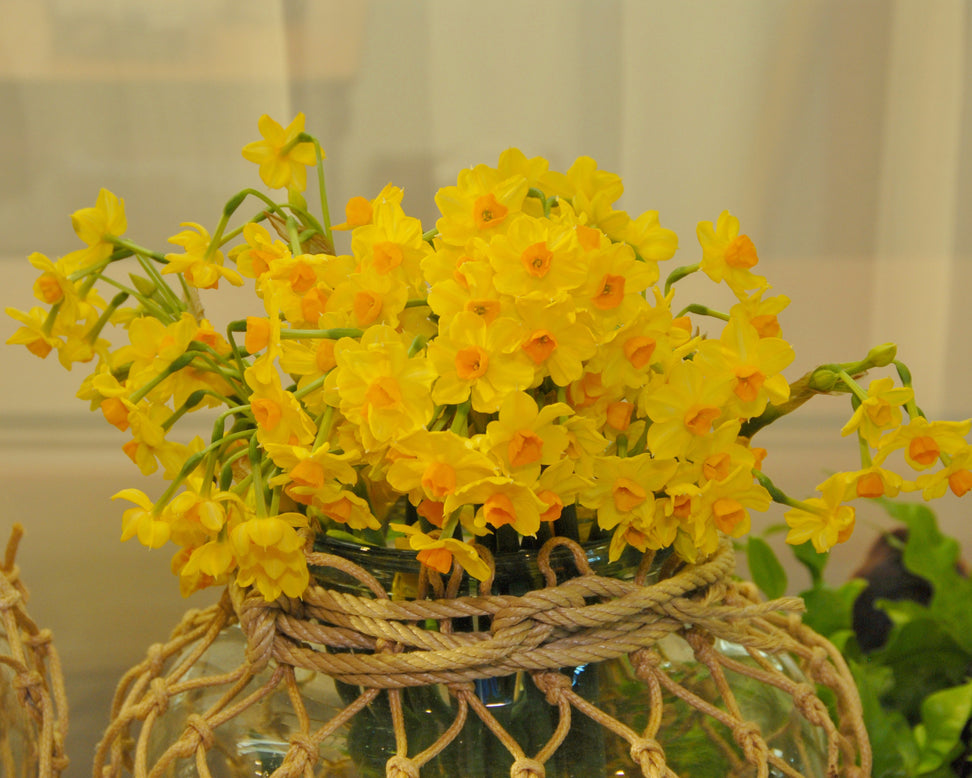 Narcissus 'Grand Soleil d'Or'