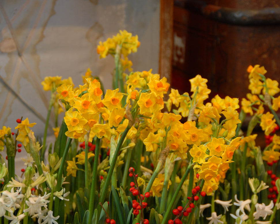 Narcissus 'Grand Soleil d'Or'
