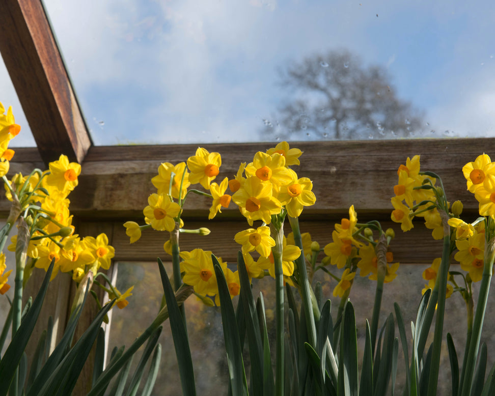 Narcissus 'Grand Soleil d'Or'
