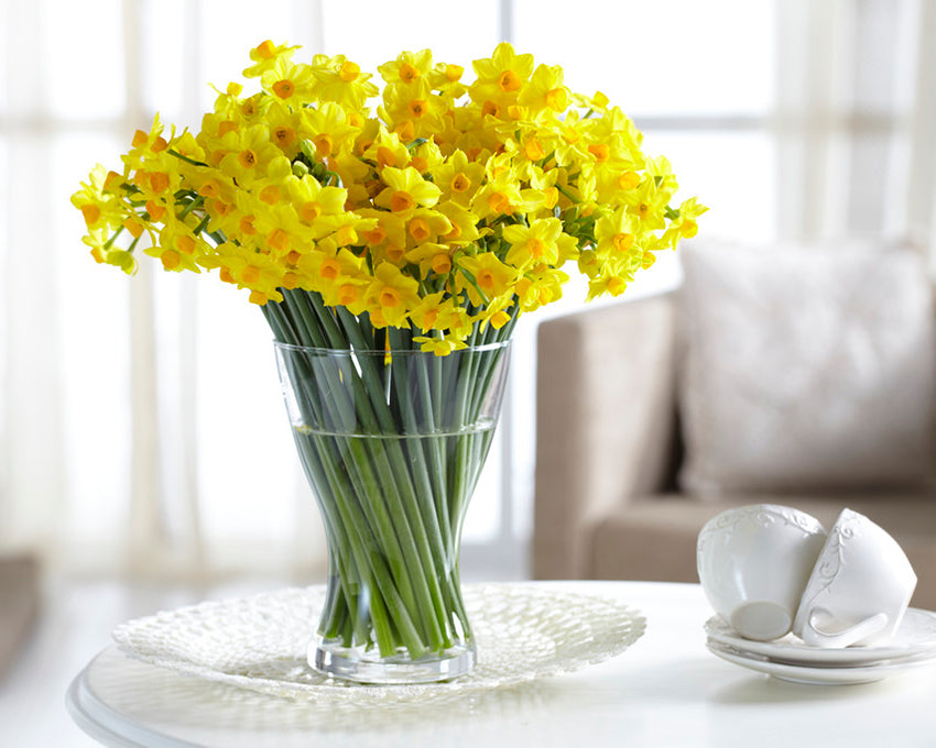 Narcissus 'Grand Soleil d'Or'