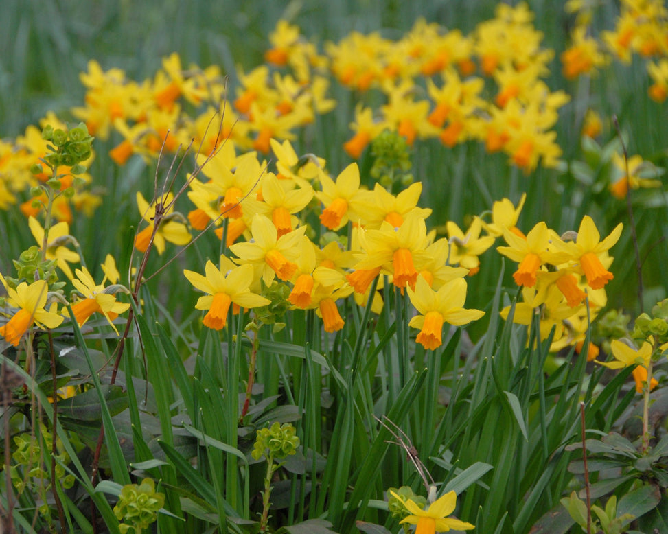 Flower BulbsJetfire Bulbs UK - 2