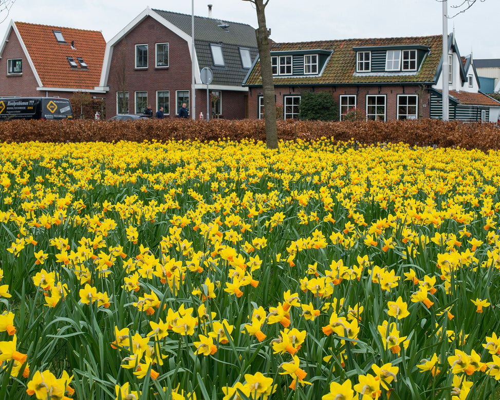 Flower BulbsJetfire Bulbs UK - 3