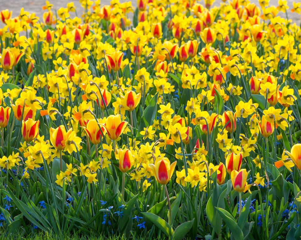 Flower BulbsJetfire Bulbs UK - 5