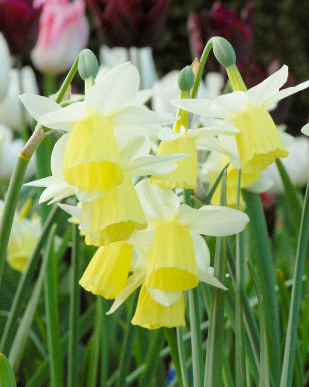 Narcissus 'Lemon Drops'