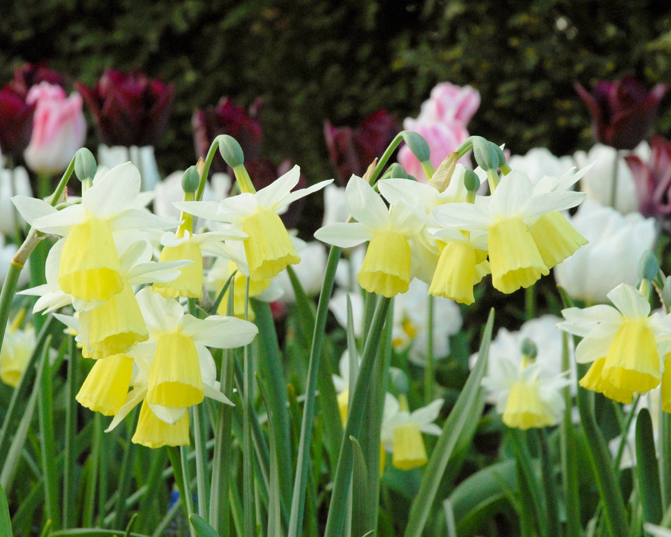 Narcissus 'Lemon Drops'