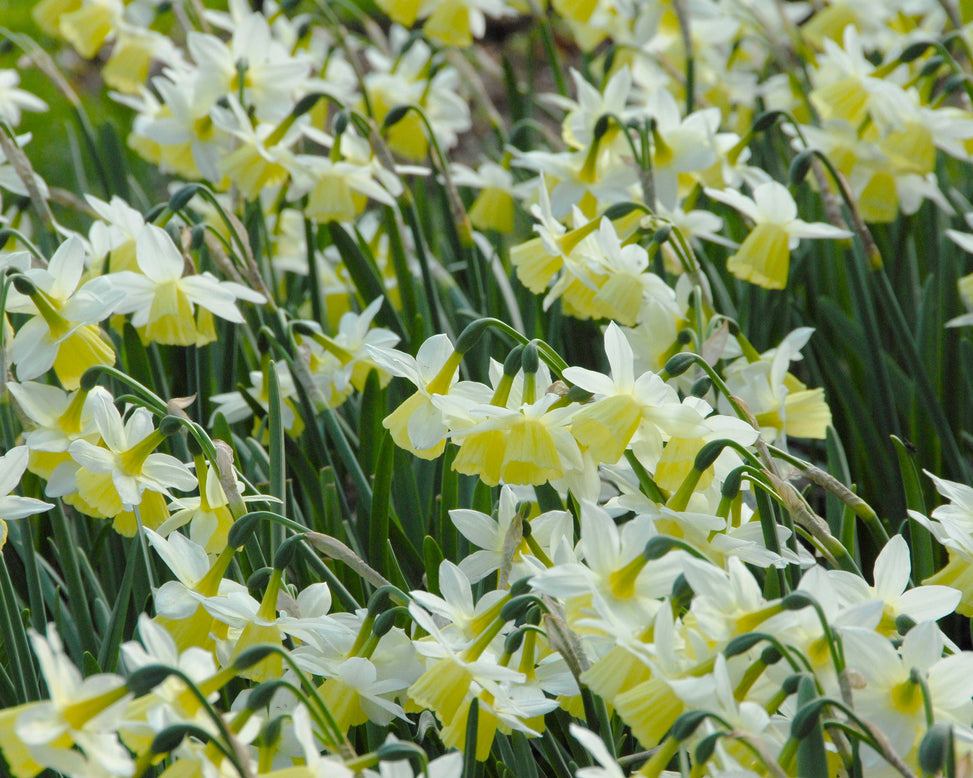 Narcissus 'Lemon Drops'