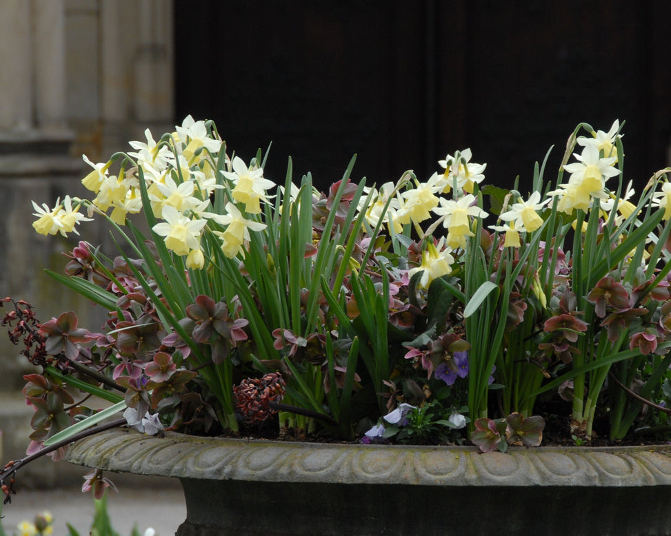 Narcissus 'Lemon Drops'
