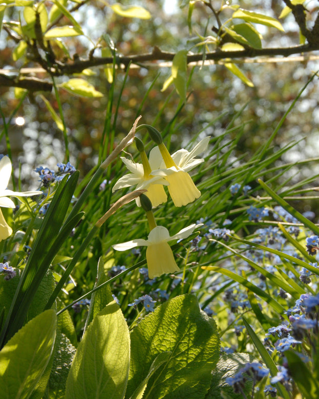 Narcissus 'Lemon Drops'