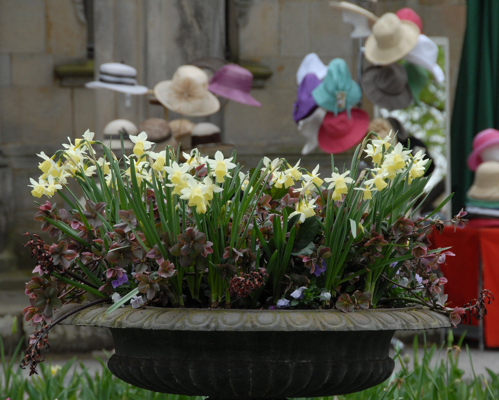 Narcissus 'Lemon Drops'