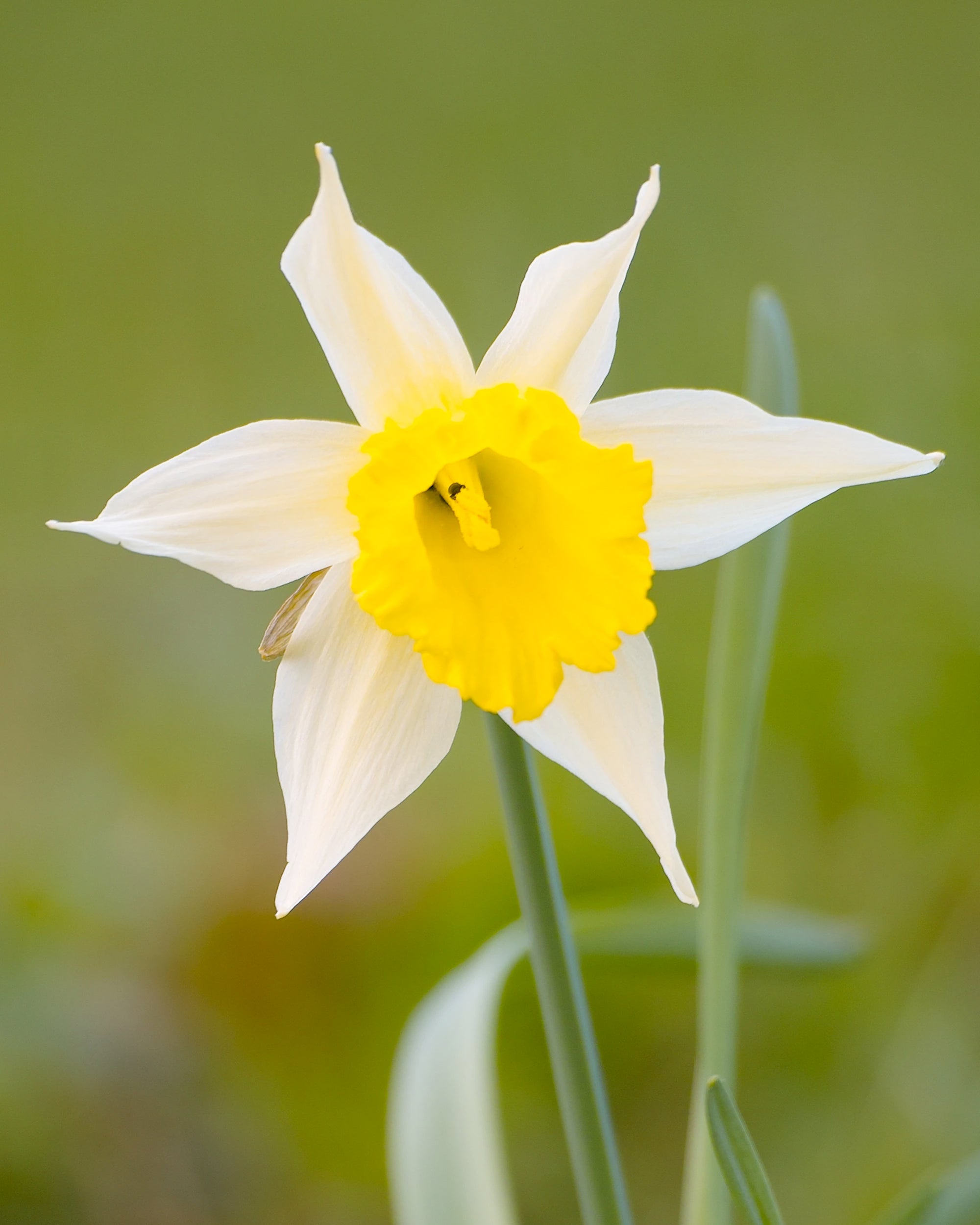 lent lily flower Narcissus lobularis ('Lent lily') bulbs