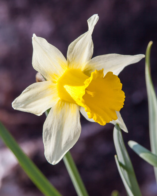 Narcissus lobularis