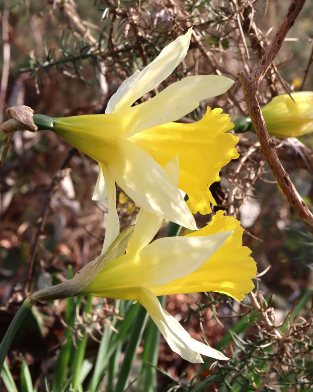 Narcissus lobularis