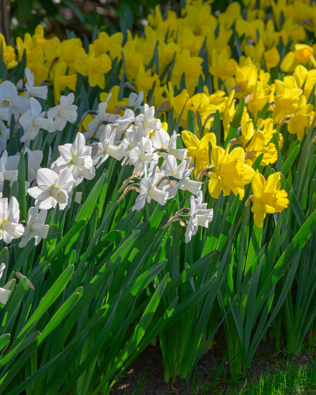 Narcissus 'Lucky Number'
