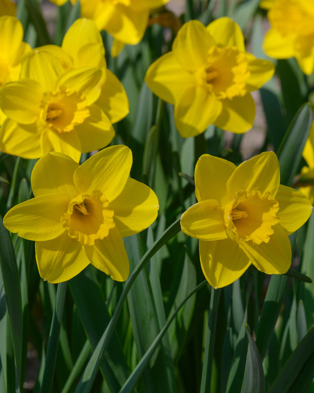 Narcissus 'Lucky Number'