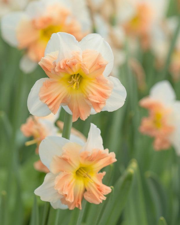 Flower BulbsMallee Bulbs UK - 1