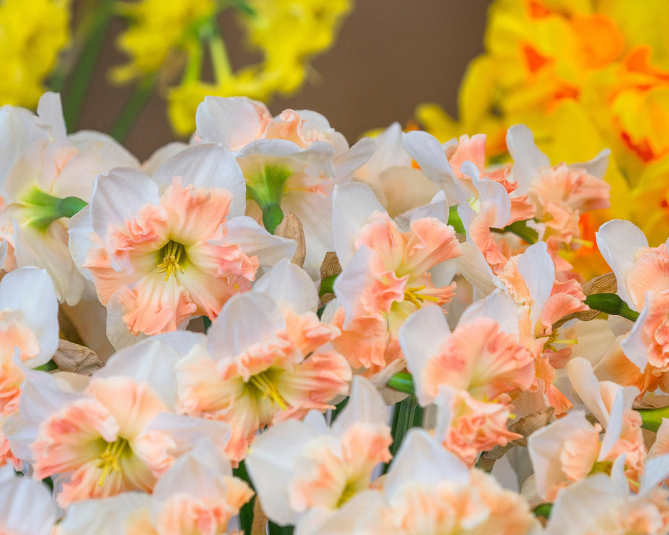 Flower BulbsMallee Bulbs UK - 2