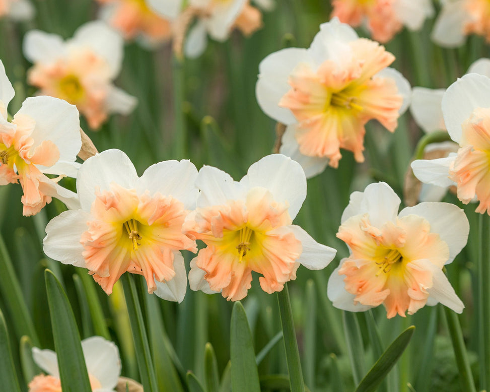 Flower BulbsMallee Bulbs UK - 3