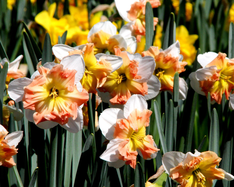 Narcissus 'Mallee'