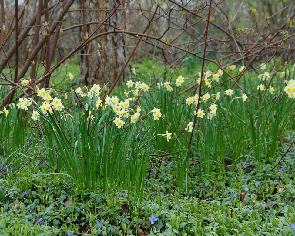 Flower BulbsMinnow Bulbs UK - 4